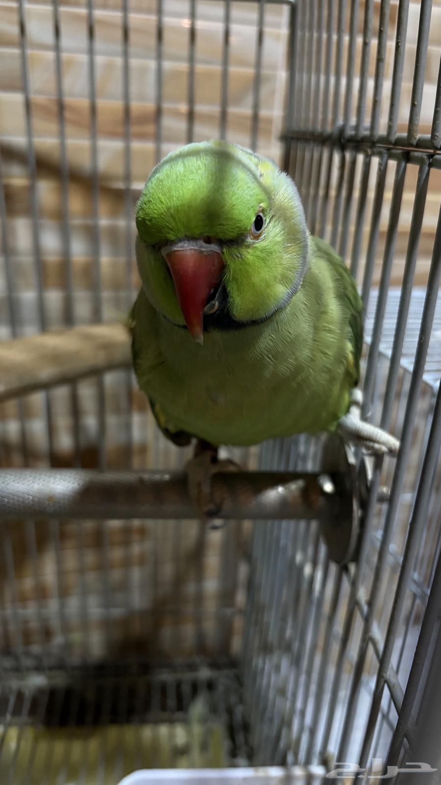 Parrot for sale63672343850115110