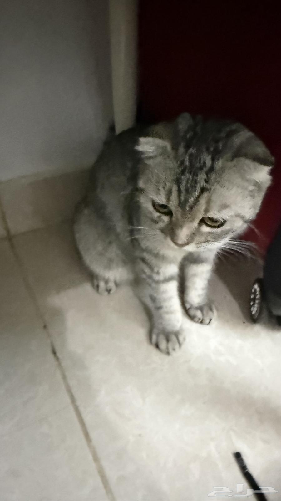 Scottish Fold pure silver-colored cat for sale63671581683075111