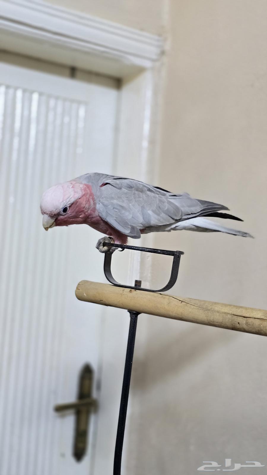 Cockatoo Galla has been sold63672643559297114