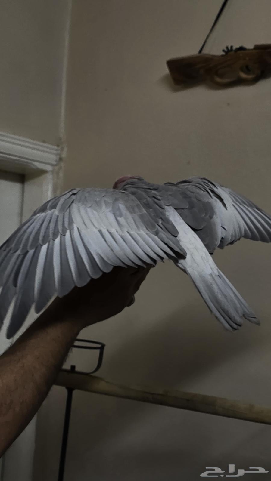 Cockatoo Galla has been sold63672643559297113