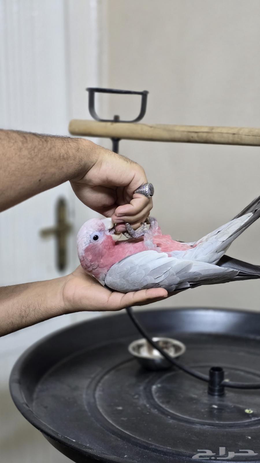 Cockatoo Galla has been sold63672643559297111