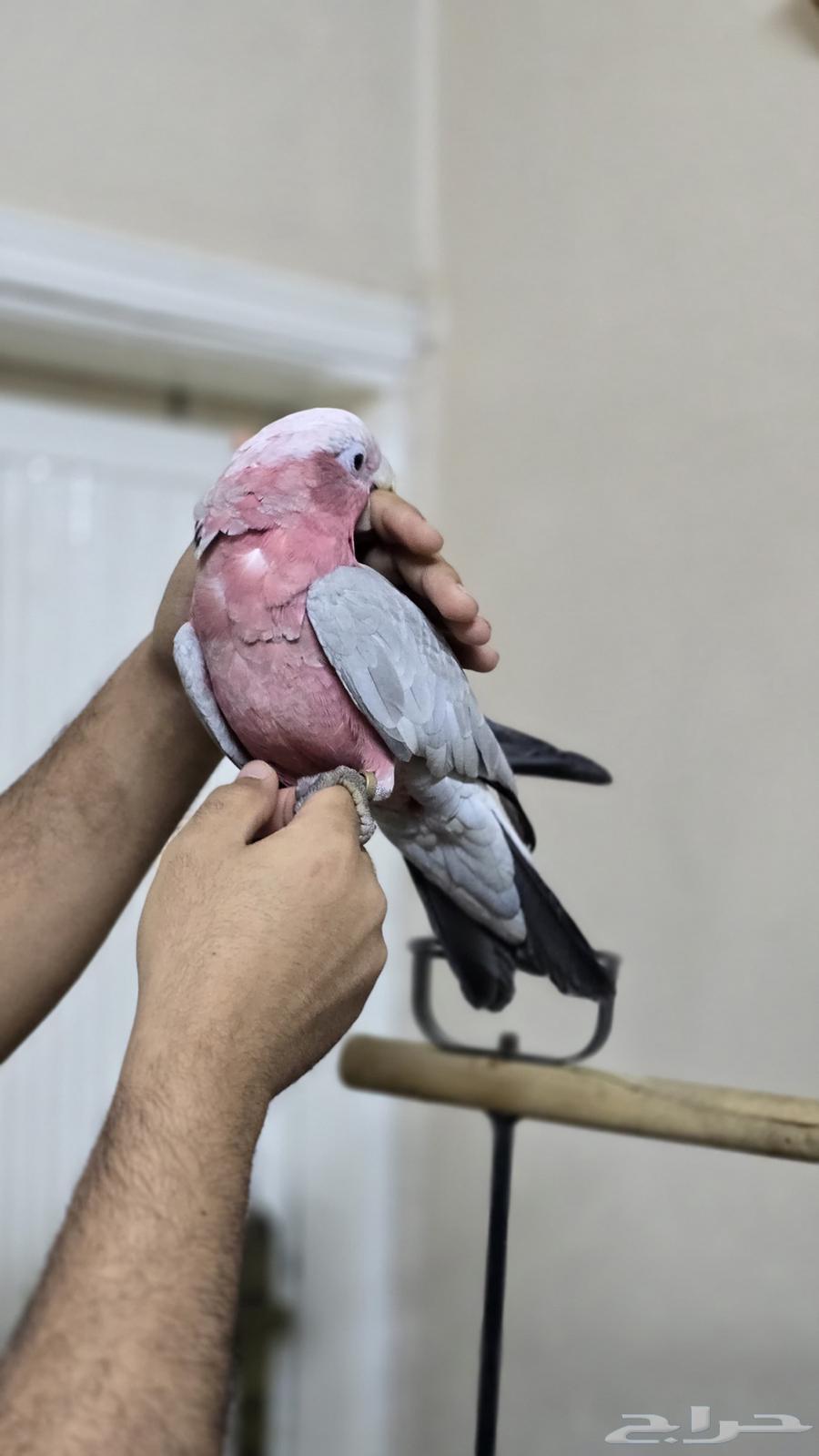 Cockatoo Galla has been sold63672643559297112