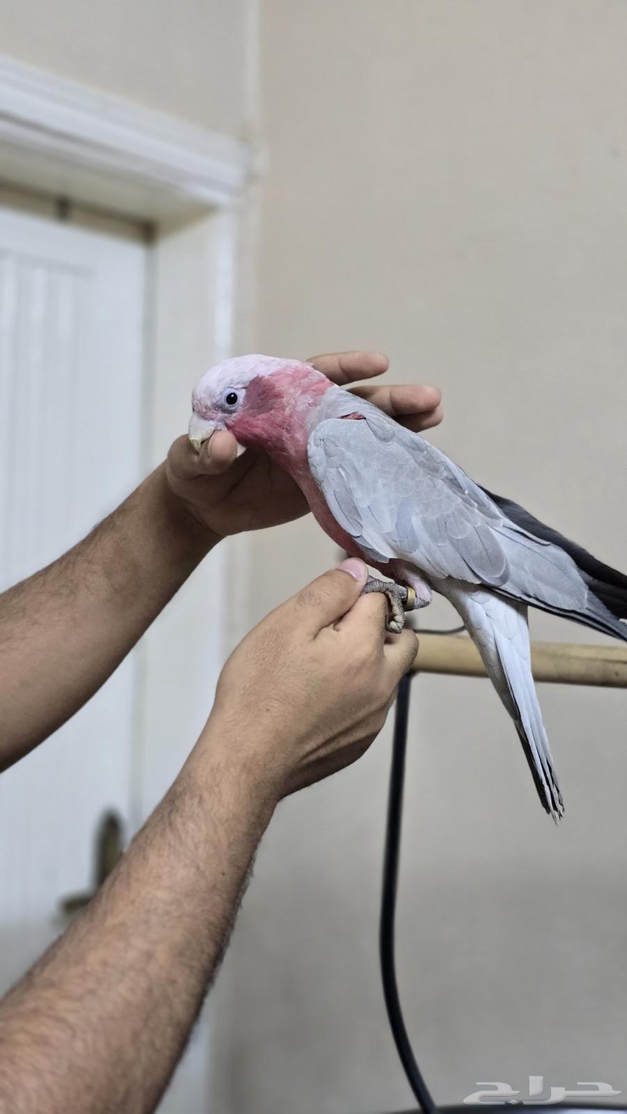 Cockatoo Galla has been sold63672643559297110