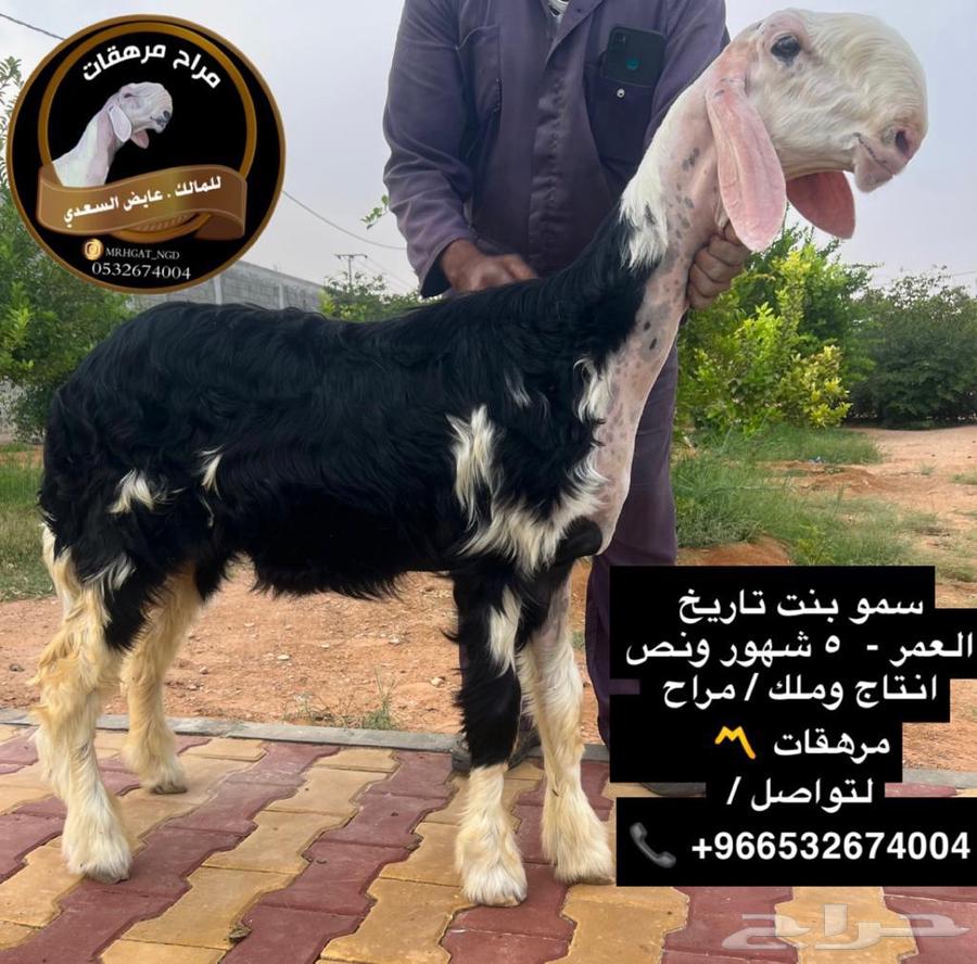 للبيع فحل نجدي صنف خصم63667806909698114