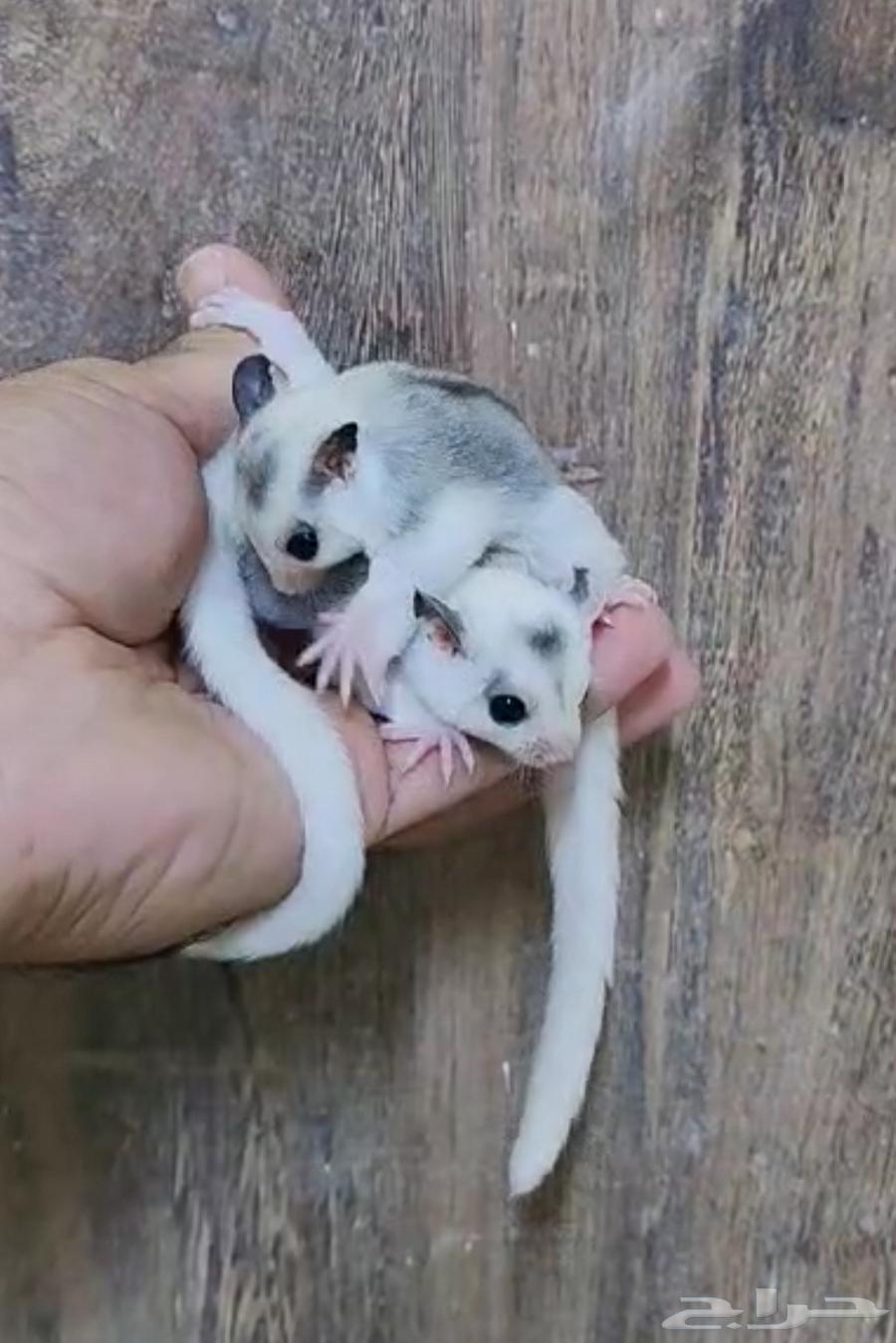 Sugar Glider .. Oreo63667810465665111