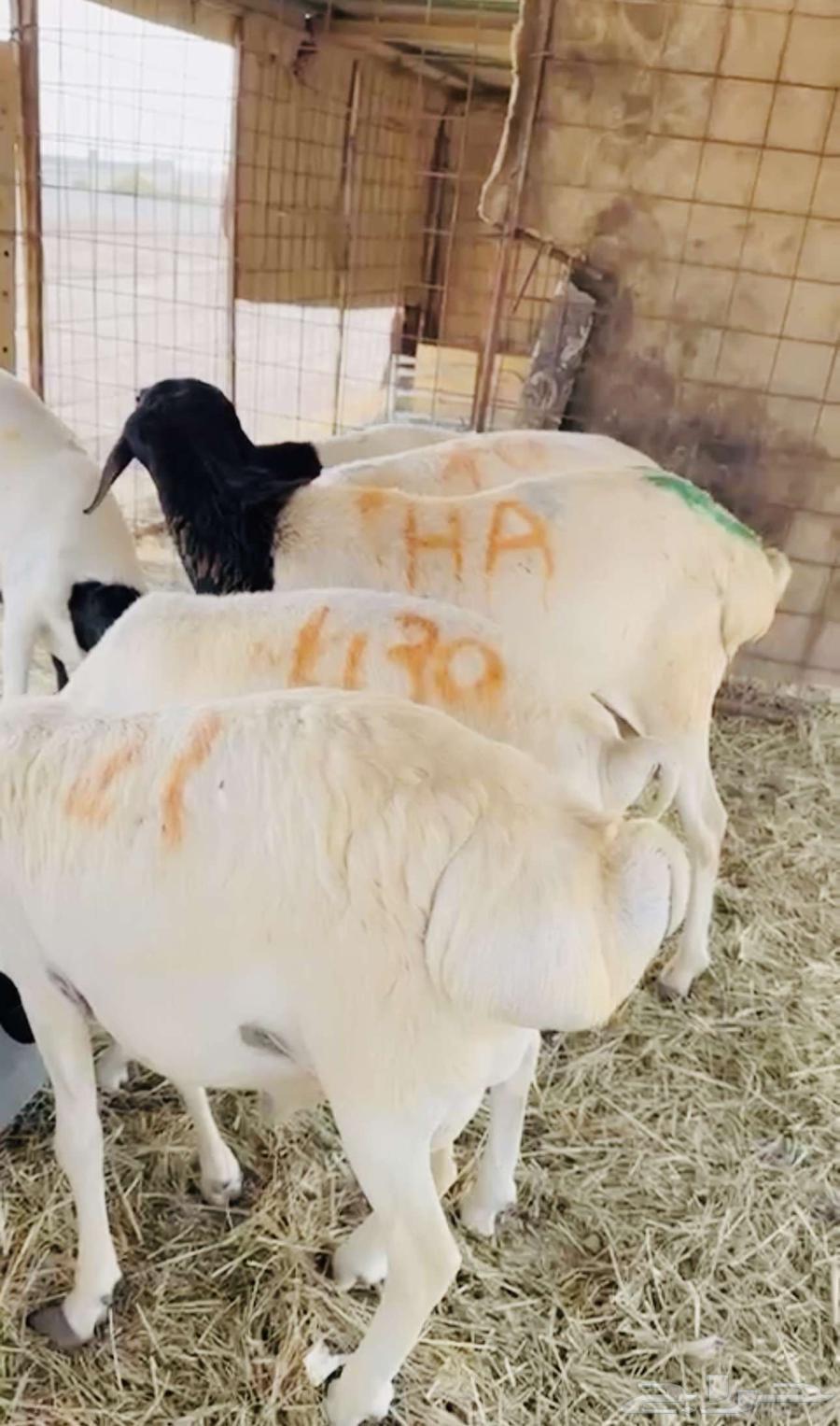 للبيع طليان كفو ب 62063668923836801110