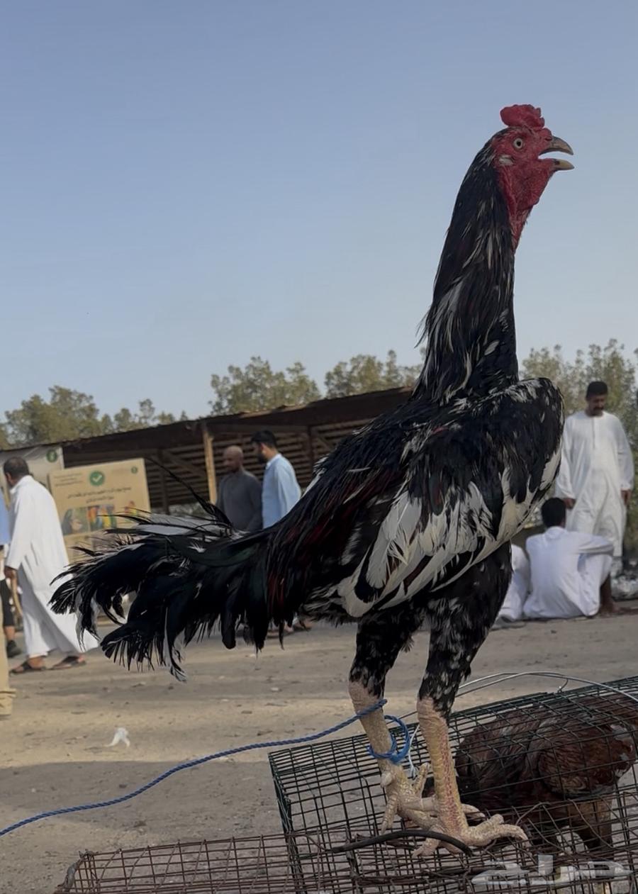 ديك باكستاني تم البيع63673911327235110