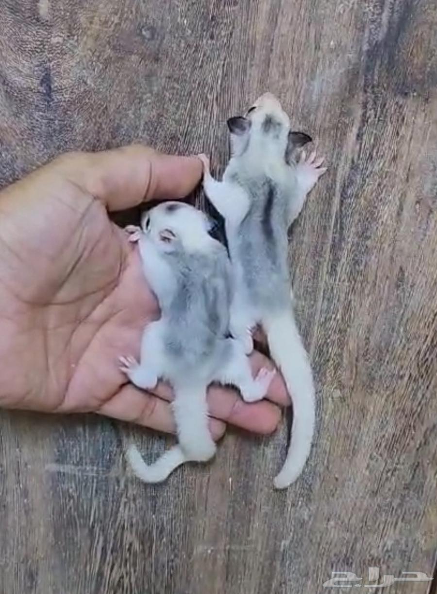 Sugar Glider .. Oreo63667810465665110
