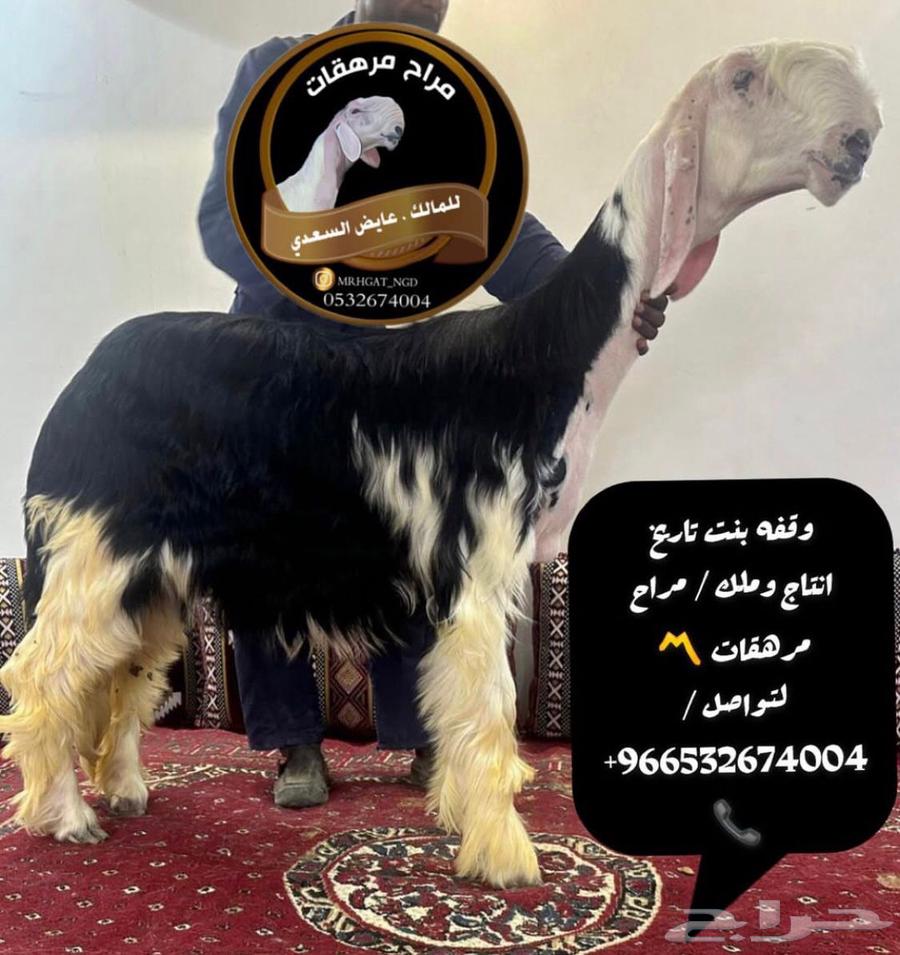 للبيع فحل نجدي صنف خصم63667806909698112