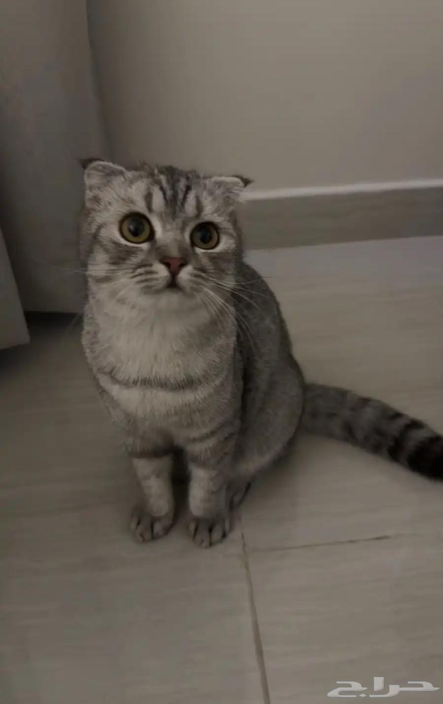 Scottish Fold pure silver-colored cat for sale63671581683075112