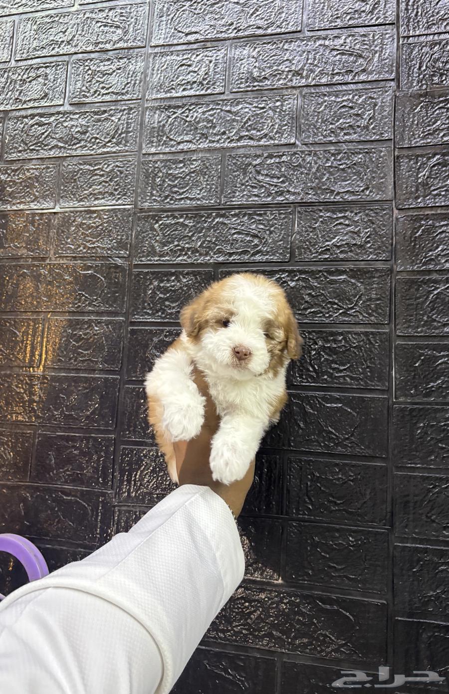 Maltese puppies from me63667911868931110