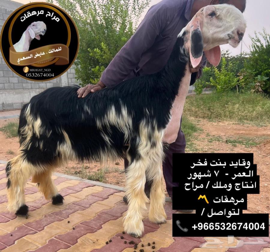 للبيع فحل نجدي صنف خصم63667806909698113