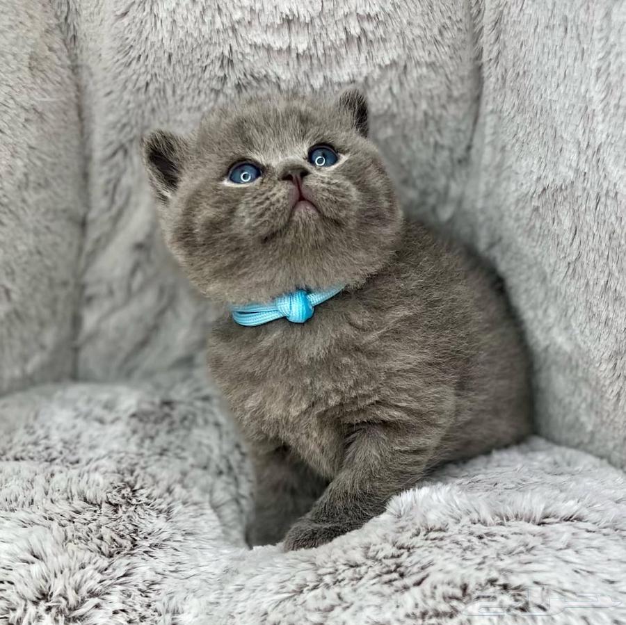كيتن سكوتش ستريت بيور63667809465987113