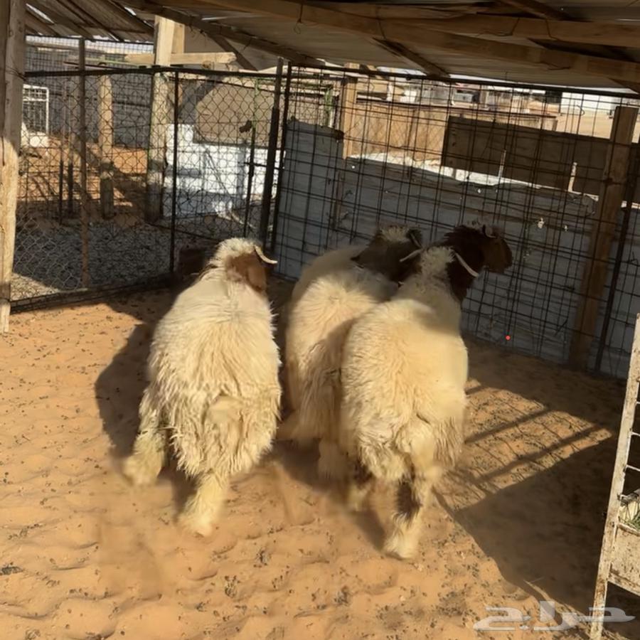 Naeem's sheep (Sold)63668529979650110