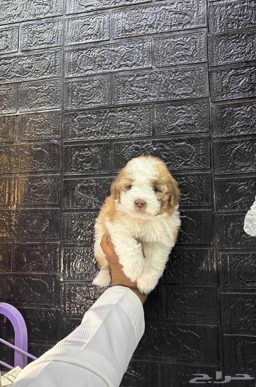 Maltese puppies from me63667911868931113