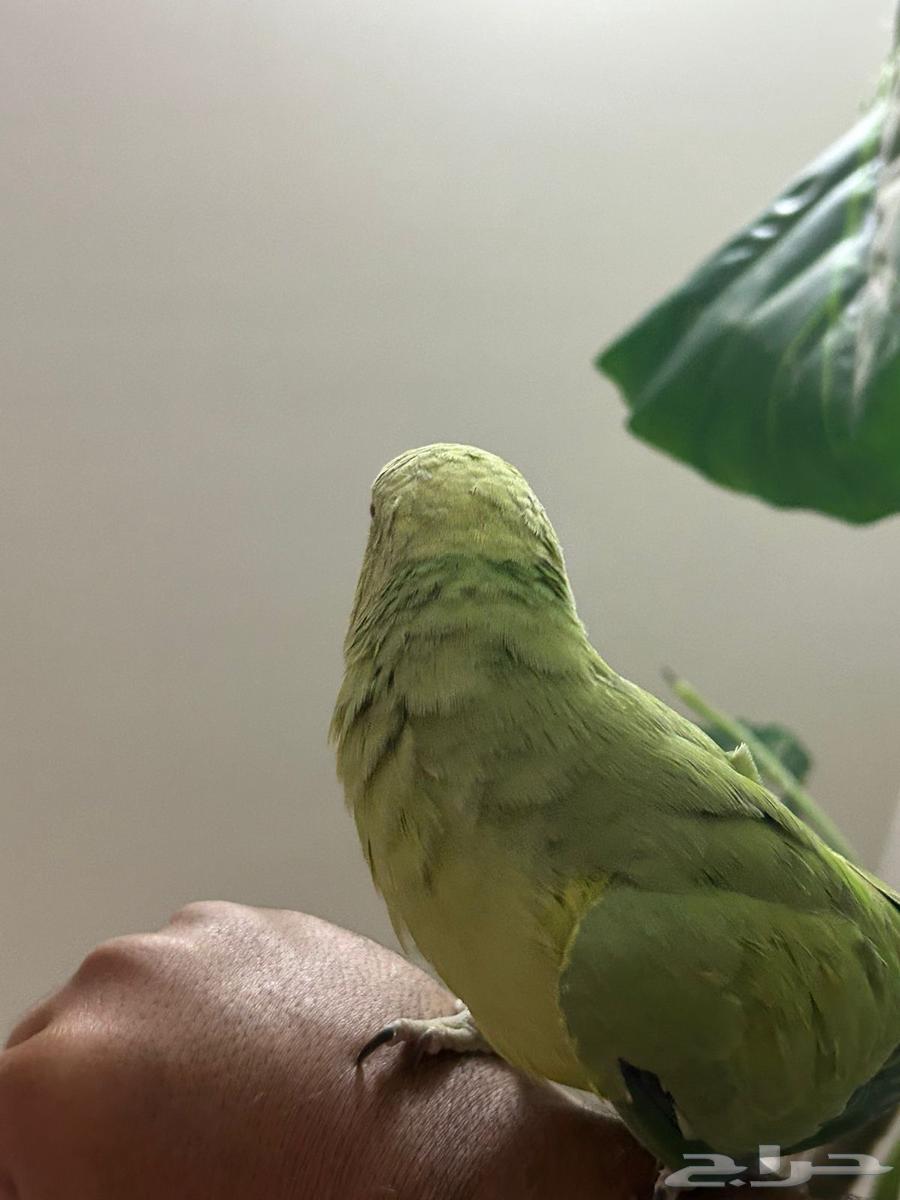للبيع63668125038467114
