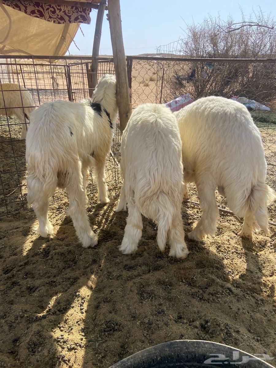 Good quality free-range lambs (Sold)63668529924097111