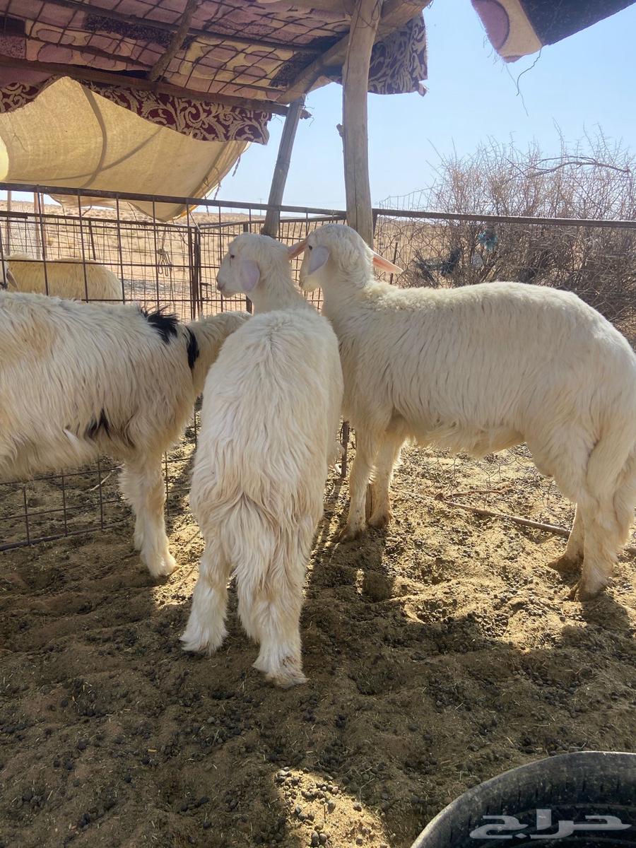 Good quality free-range lambs (Sold)63668529924097112