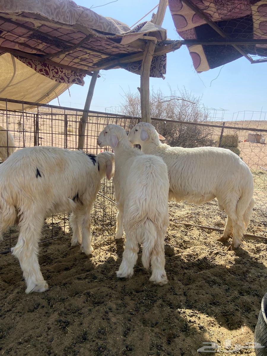Good quality free-range lambs (Sold)63668529924097114