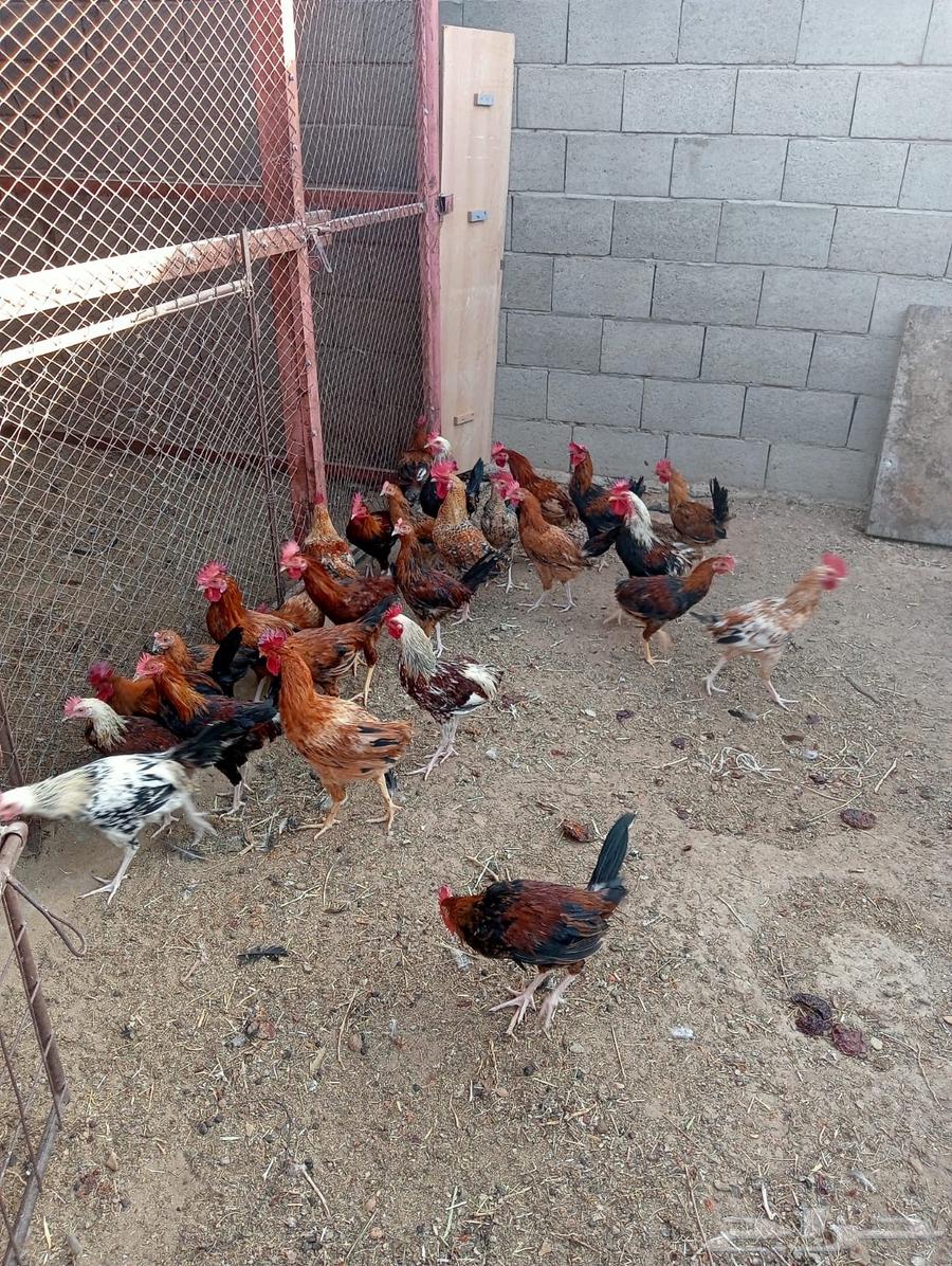 ديوك بلدي للبيع63667809313155111