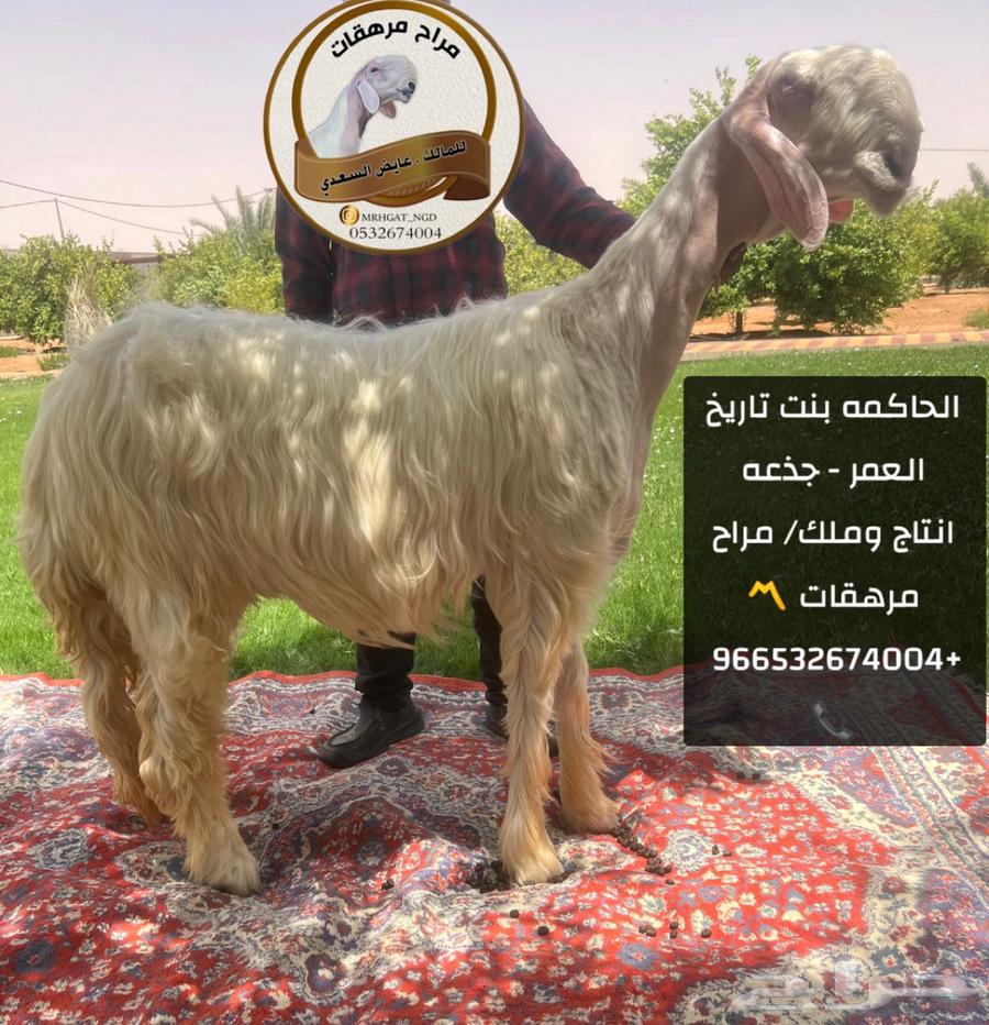 للبيع فحل نجدي صنف خصم63667806909698111