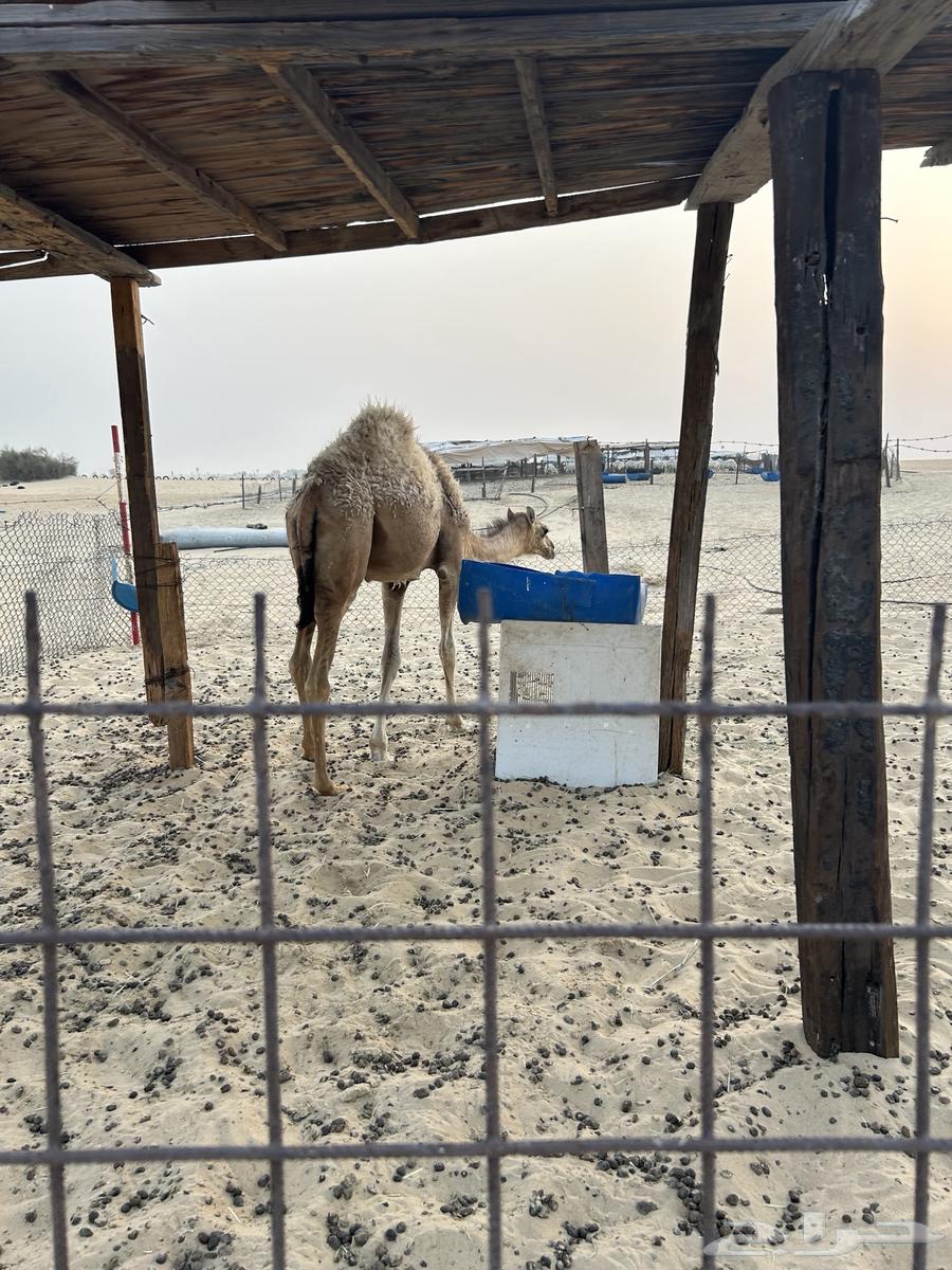 بكره للبيع63670000942849112