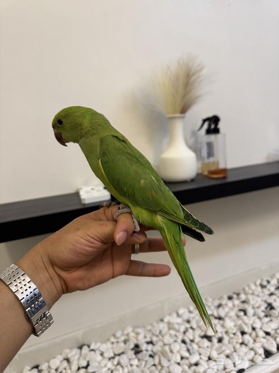Indian Valley Bird63672447343107112