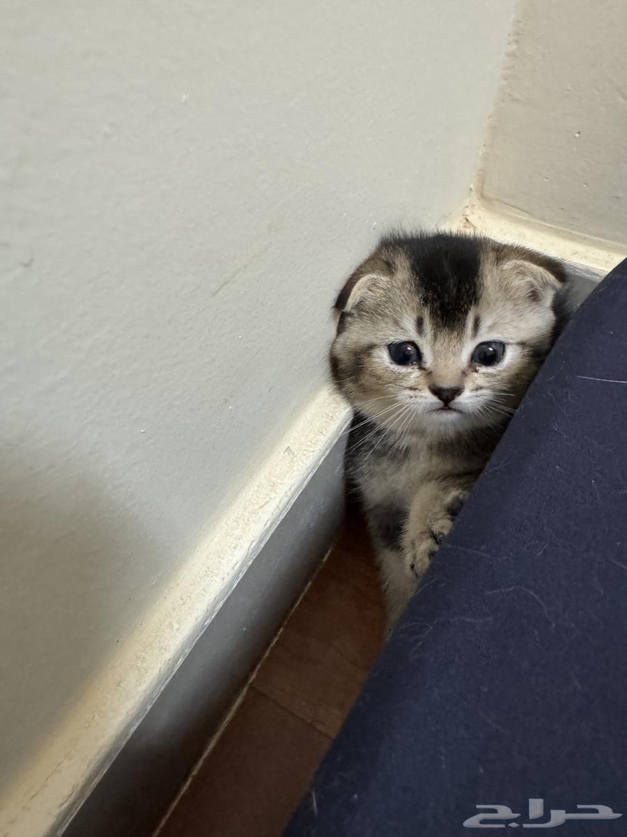 Urgently selling cat Scotch at the lowest price63673474434434113