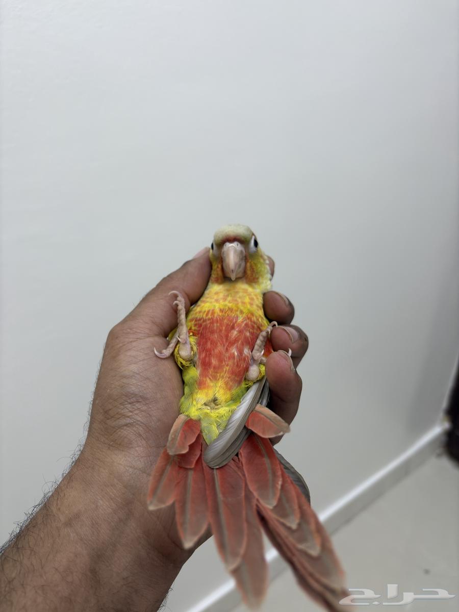 Tame and friendly Conure Parrot63671911685763110