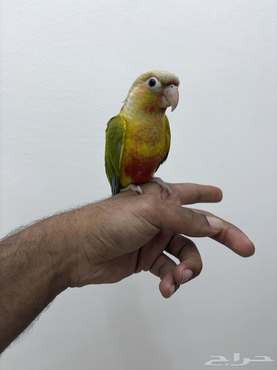 Tame and friendly Conure Parrot63671911685763112