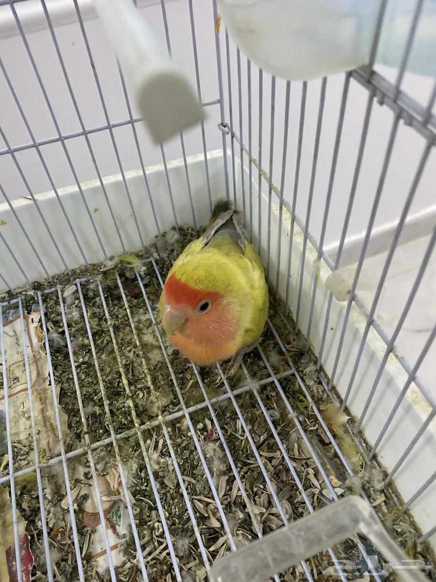 Female rose lovebird for sale, laying eggs without a male, I have three eggs63672091013635111