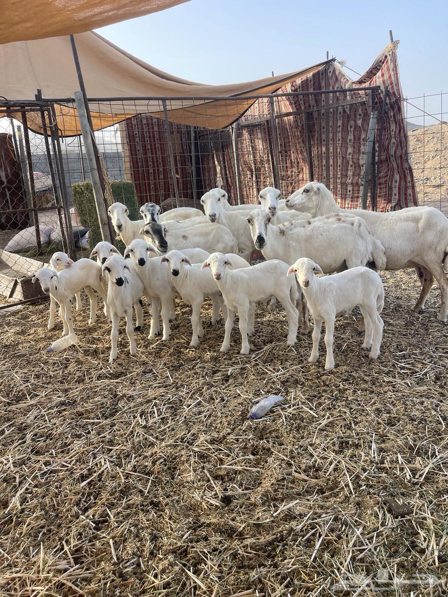 ضان للبيع رفد63672258394753112