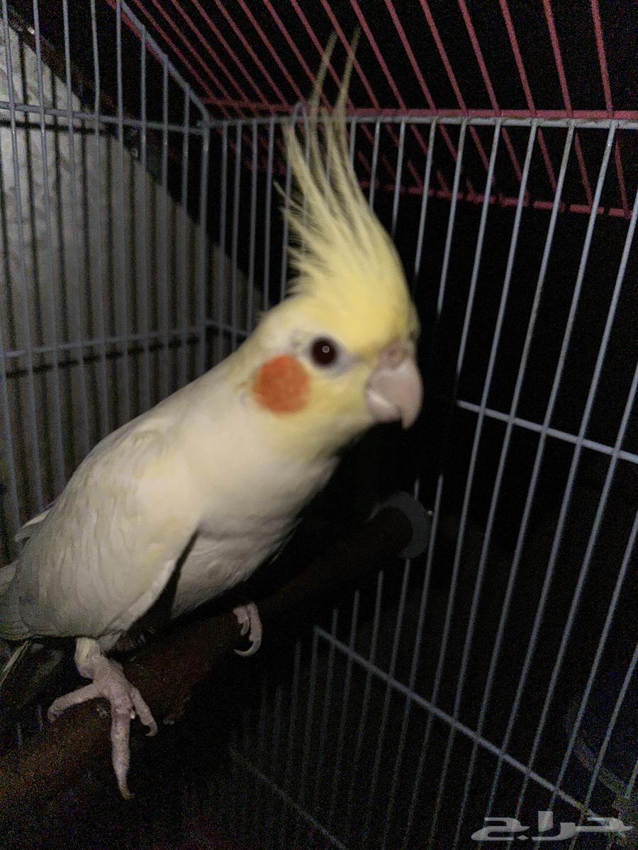 Cockatiel Bird63674722574339113