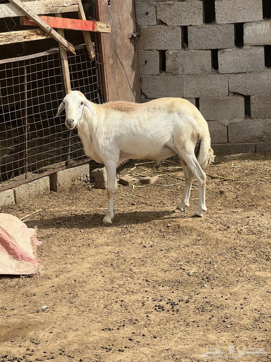 Premium Stallion for Sale63668731702786111