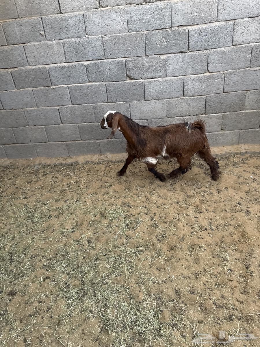 Goats for sale, age condition from 3 months and above63720644002819111