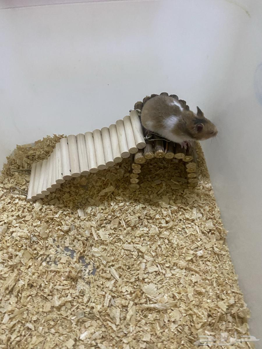 Syrian hamster, one and a half months old, very tame63674722551427113