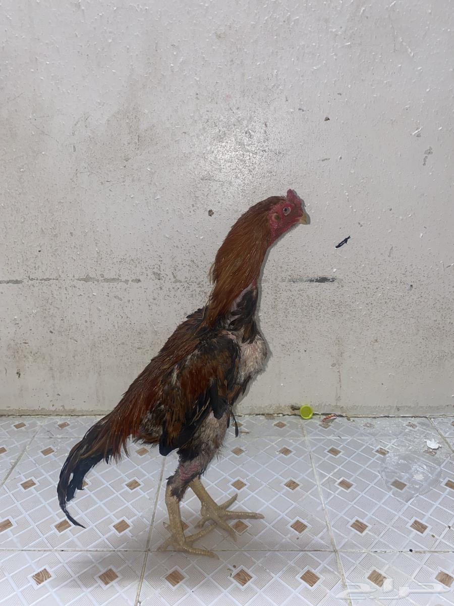 Pakistani rooster for sale on offer63667808627586110