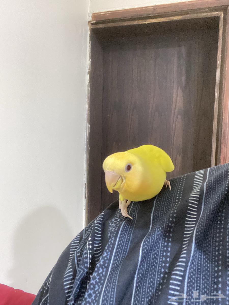 Alif's Internal Call Bird63675244790017112