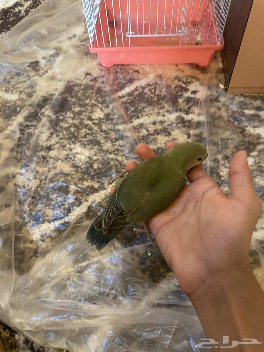 Day-old chicks for sale (Sold)63667807323906111