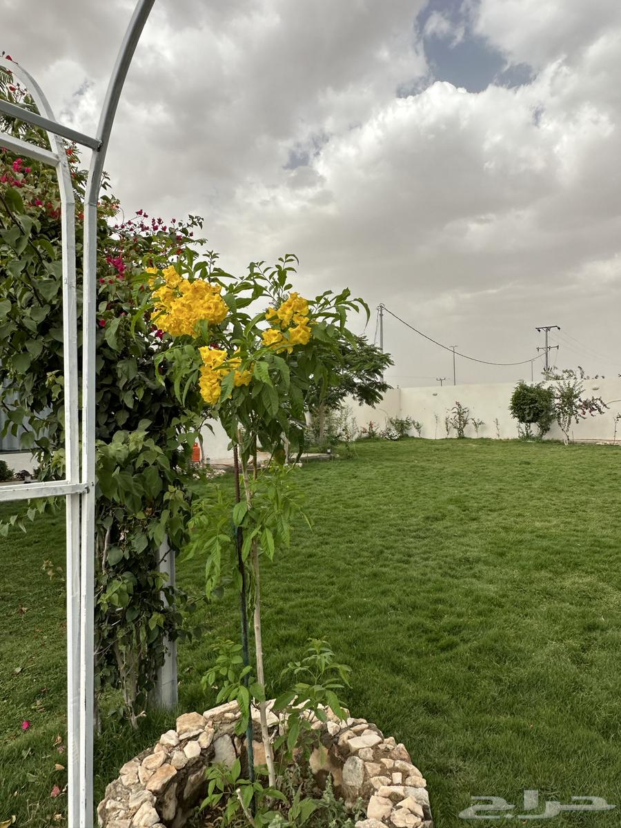 عشب طبيعي c2000 الخرج63670177628290114