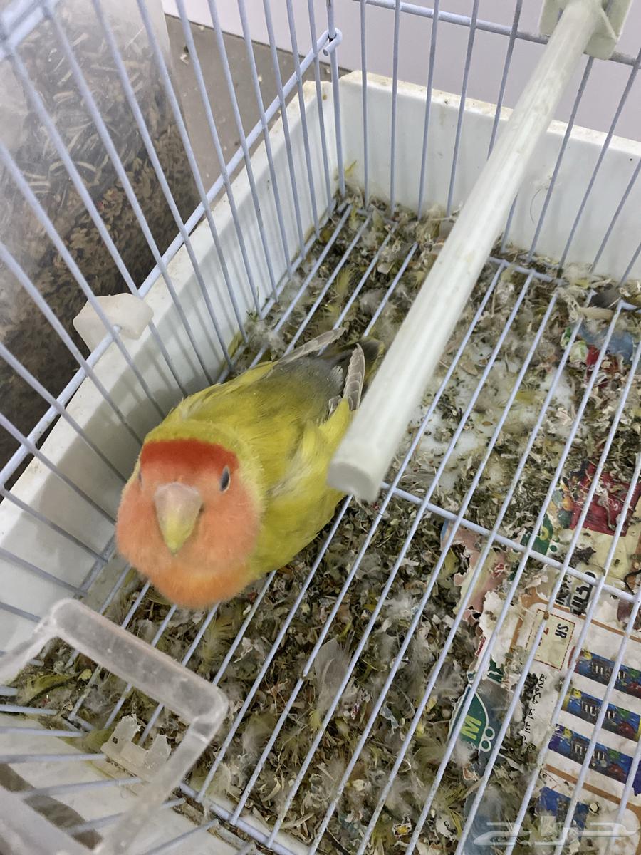 Female rose lovebird for sale, laying eggs without a male, I have three eggs63672091013635112