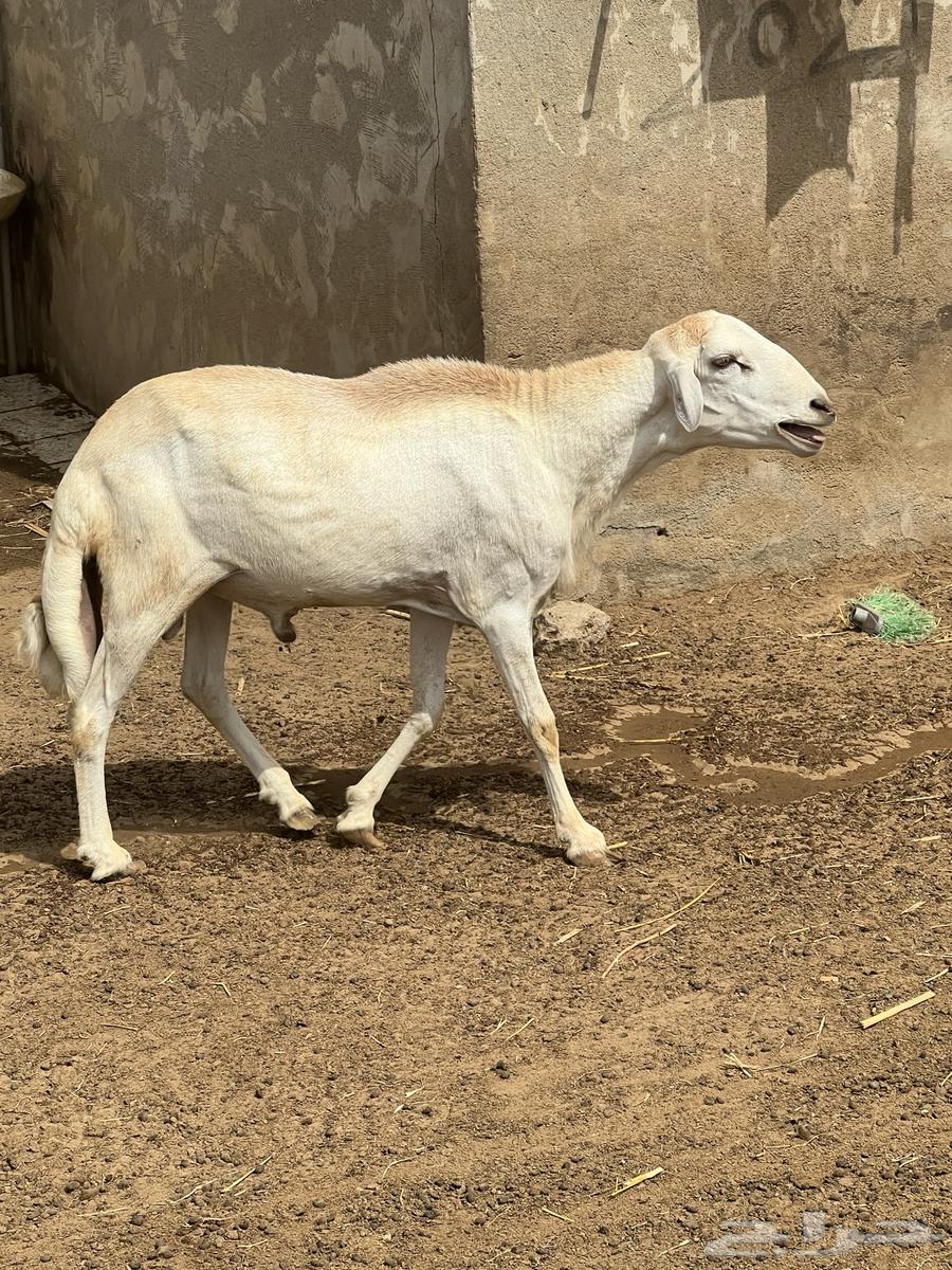 Premium Stallion for Sale63668731702786110