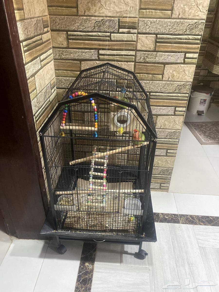 Birds of the Day63669642095874110