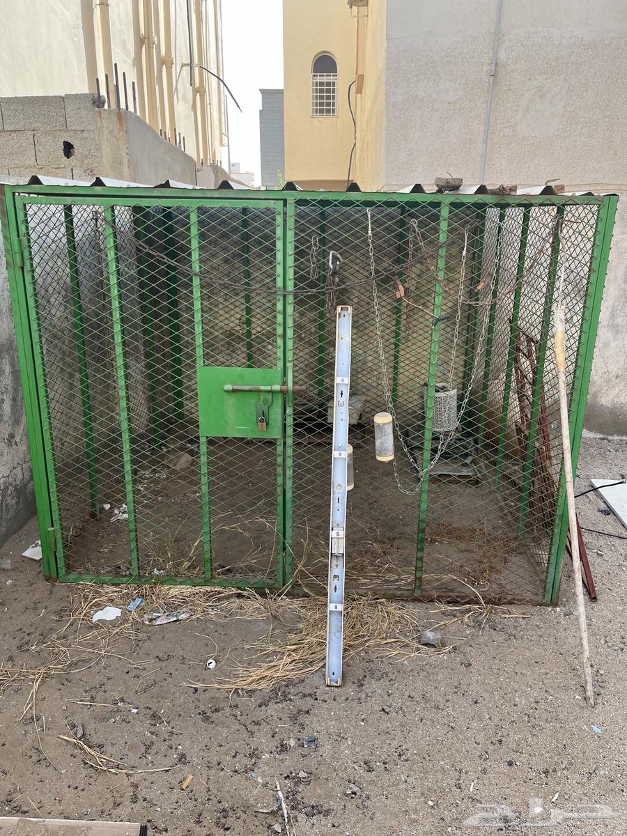شبوك حمام ودجاج و ببغاء63668731774210112