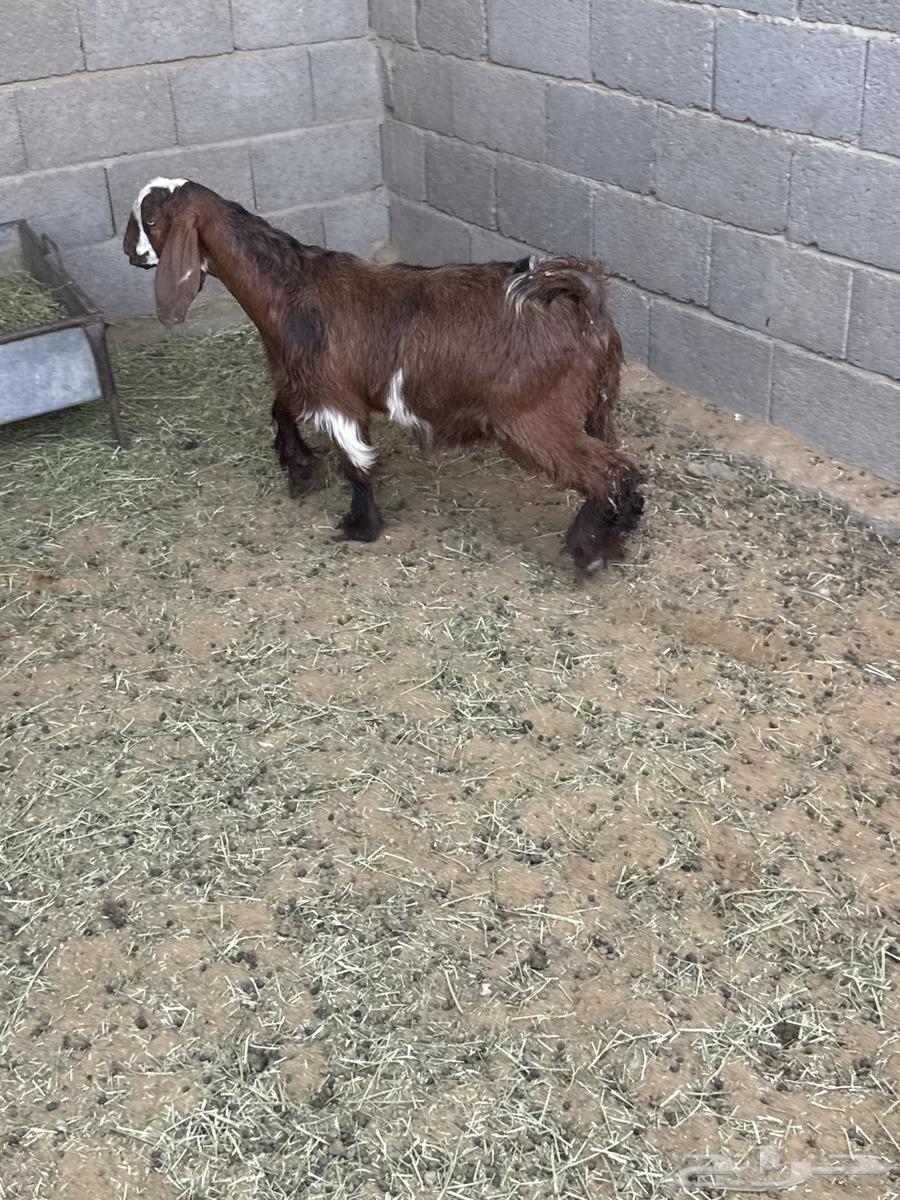 Goats for sale, age condition from 3 months and above63720644002819112