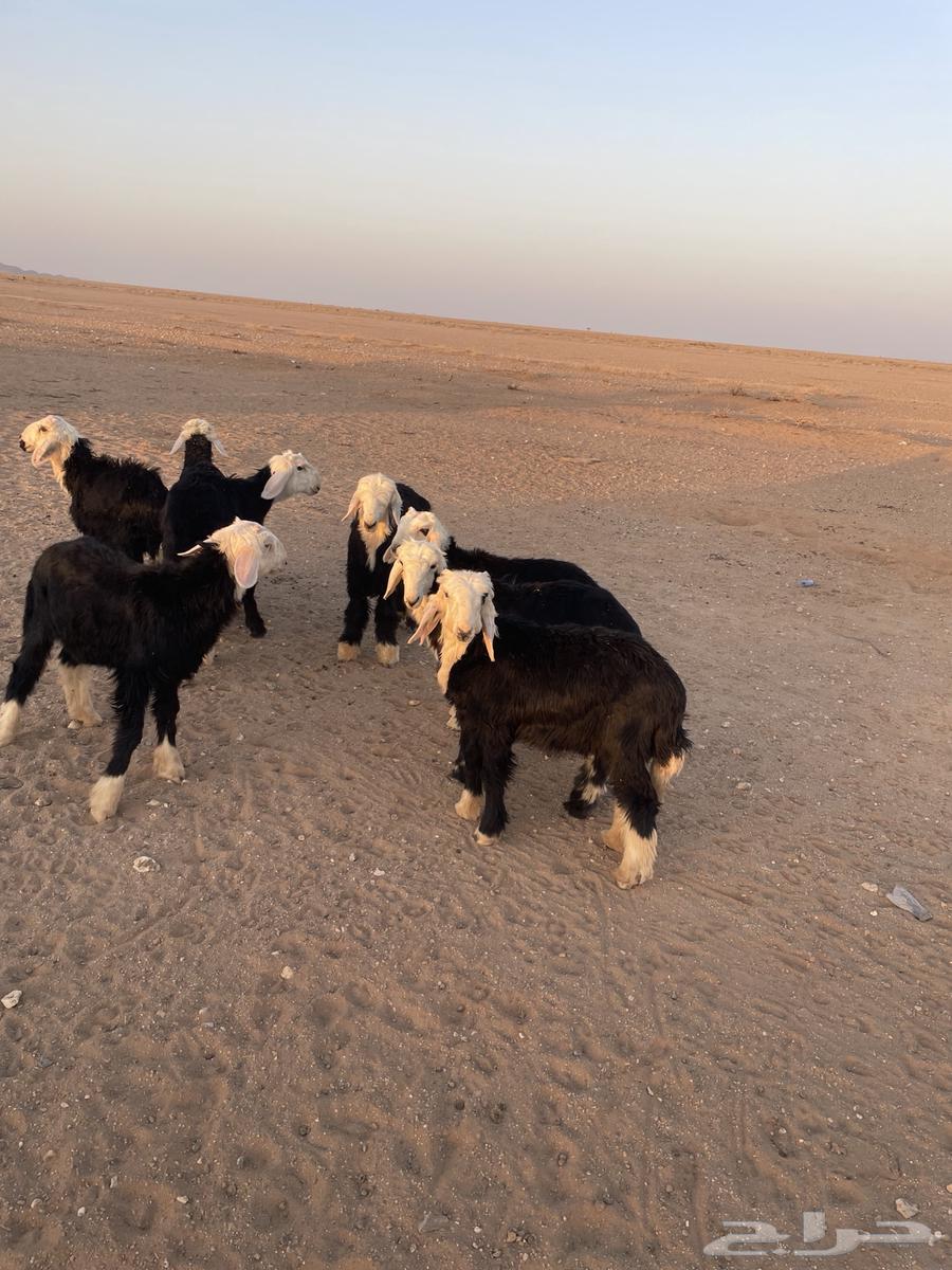 Bahm Najd63673280047875113