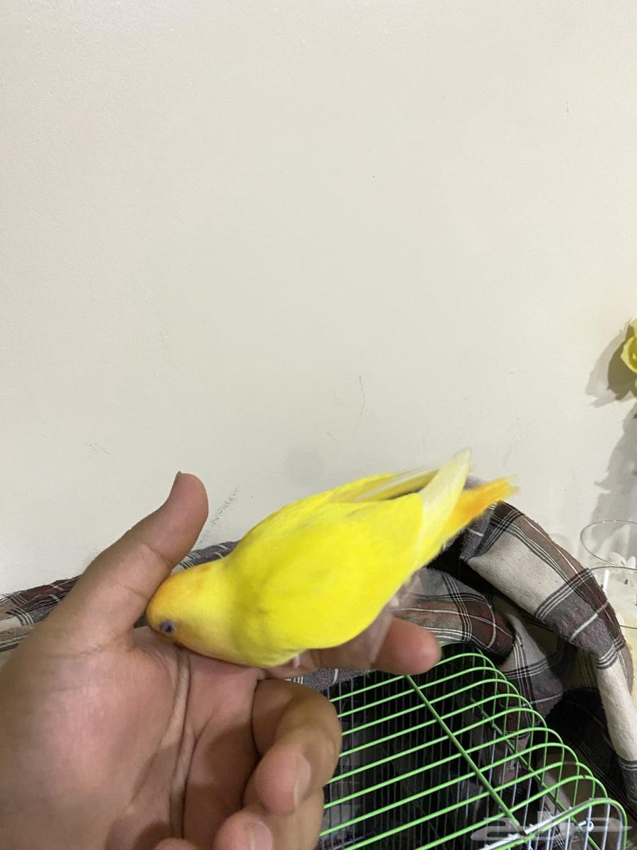 Alif's Internal Call Bird63675244790017110