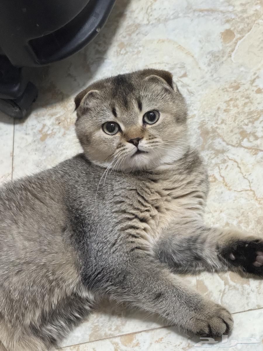 Urgently selling cat Scotch at the lowest price63673474434434112
