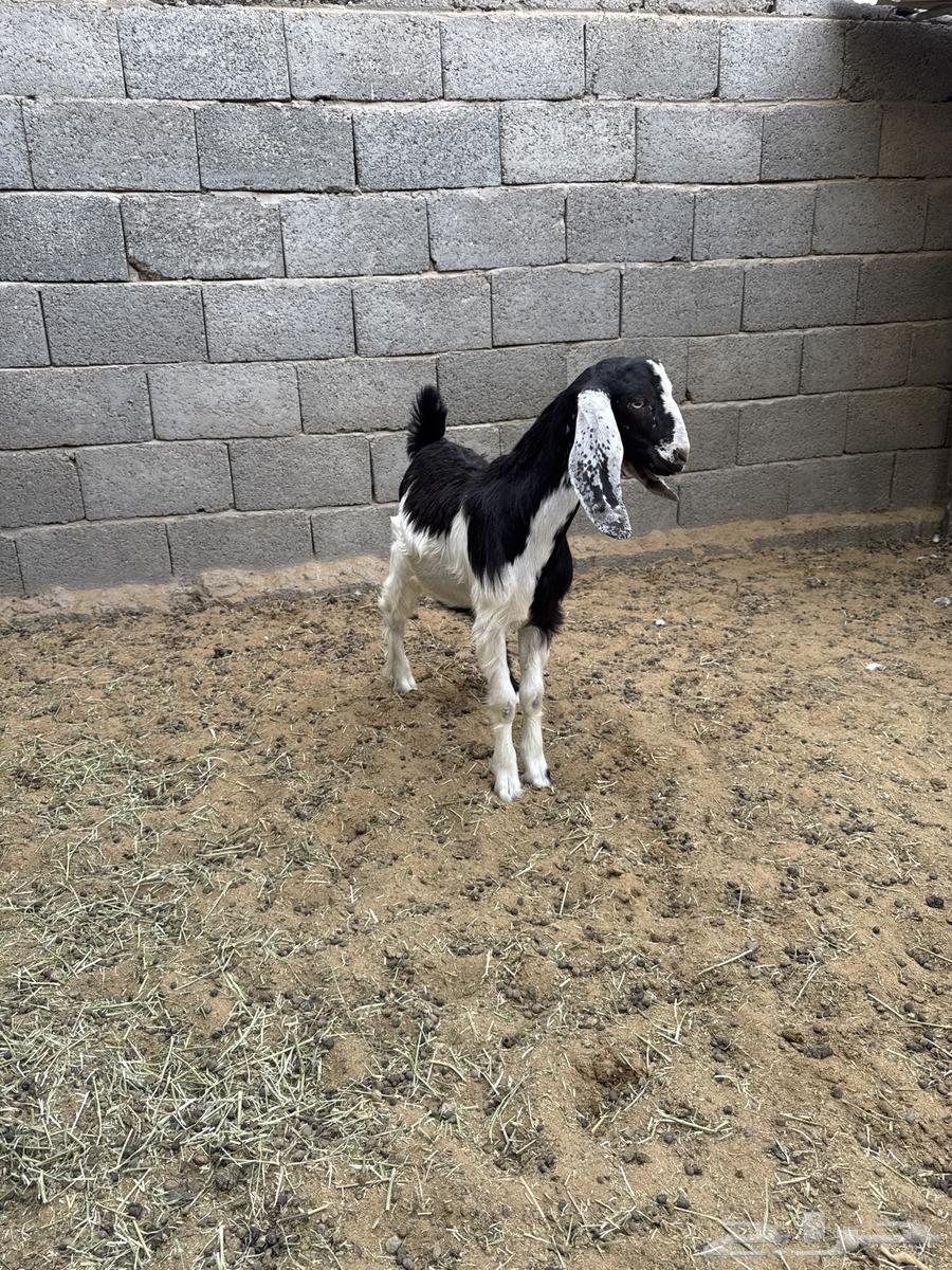 Goats for sale, age condition from 3 months and above63720644002819110