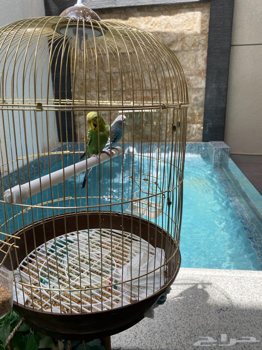 Love Birds Budgie Attractive Colors63670000712449111